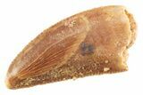 Serrated Raptor Tooth - Real Dinosaur Tooth #364806-1
